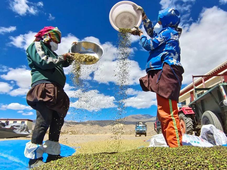 西藏吉?。簬愠两襟w驗(yàn)秋收打場(chǎng)【10】