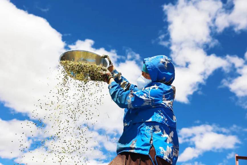 西藏吉?。簬愠两襟w驗(yàn)秋收打場(chǎng)【12】