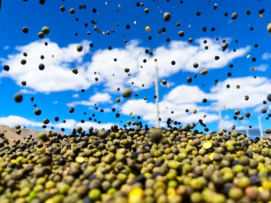 西藏吉?。簬愠两襟w驗(yàn)秋收打場(chǎng)【14】