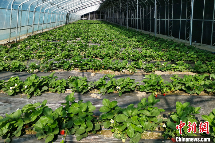 圖為10月21日，康馬縣薩馬達(dá)鄉(xiāng)高原溫室大棚內(nèi)的草莓長勢良好。<a target='_blank' href='/'><p  align=