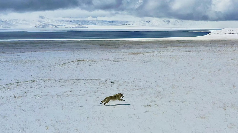雪地里疾馳的阿里“狼”。