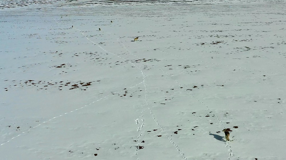 天地一色，狼群在雪地里不斷地向前奔跑。