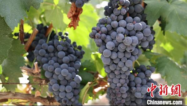 圖為桑日縣種植的葡萄?！∩侥仙Ｈ湛h委宣傳部提供