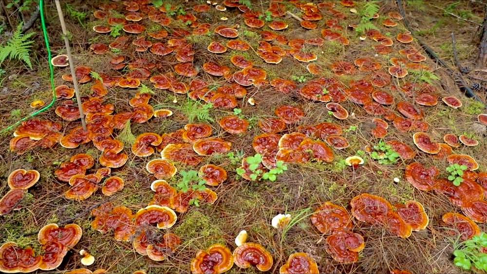 靈芝長(zhǎng)勢(shì)喜人。