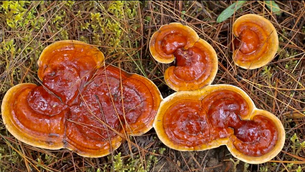 破土而出的靈芝宛如一把把撐開的“小雨傘”。