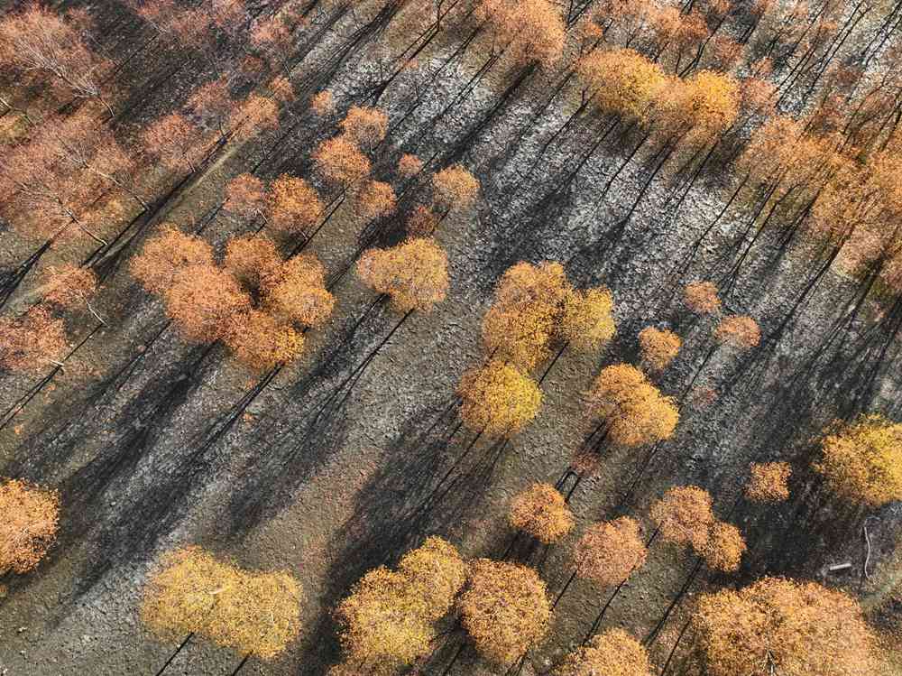 入冬時節(jié)，雅魯藏布江畔的樹林一片金黃。