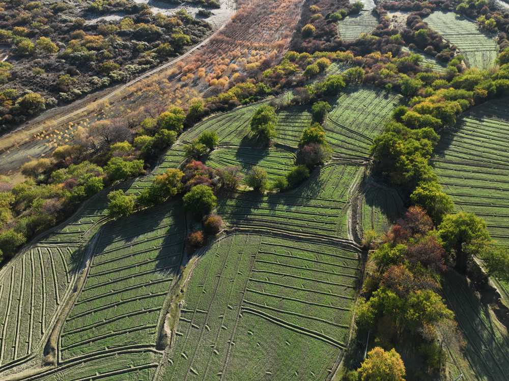 雅魯藏布江畔的高原梯田。