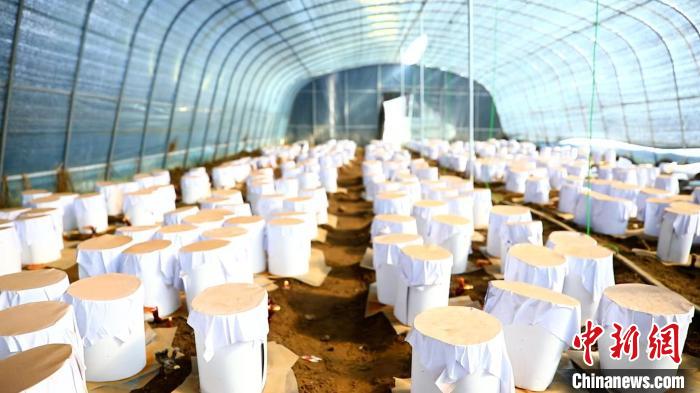 圖為靈芝套袋?！∴嚢?攝