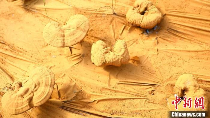 圖為靈芝基地內(nèi)孢子粉布滿塑料膜?！〉录?攝