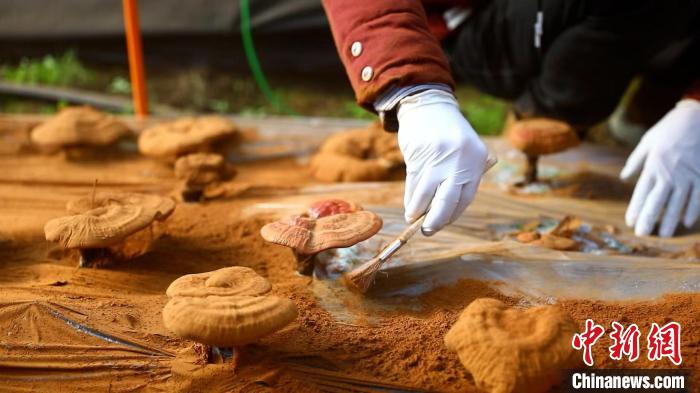 圖為農(nóng)民采收靈芝孢子粉。　德吉 攝