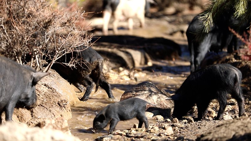 藏香豬在喝水。