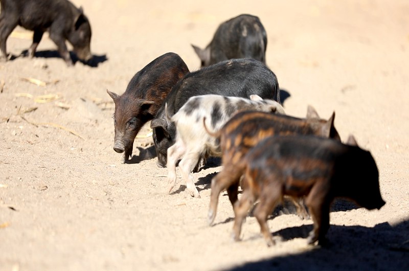 藏香豬在覓食。