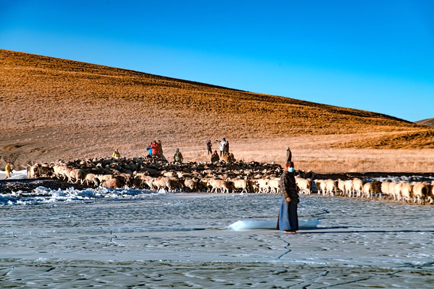 牧民趕著羊群，準(zhǔn)備通過冰面。 覃穎華攝