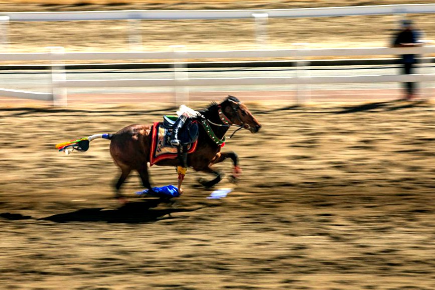 藏歷新年，精彩的馬術表演。張靜攝