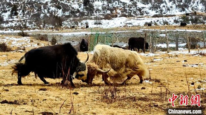 圖為角木那村生態(tài)散養(yǎng)的牦牛正在嬉戲?！“蜕Ｇ?　攝