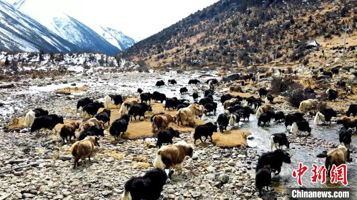 圖為角木那村生態(tài)散養(yǎng)的牦牛正在覓食。　洪若虹 攝