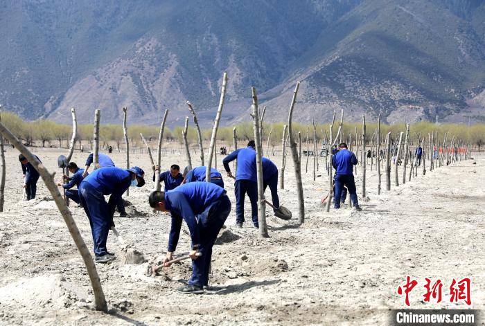 林芝市巴宜區(qū)森林消防中隊志愿服務隊熱火朝天的植樹現(xiàn)場?！∥骼@拉翁 攝
