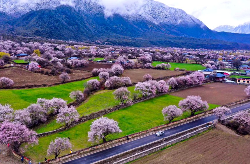 波密縣傾多鎮(zhèn)如納村盛開(kāi)的桃花。徐馭堯攝