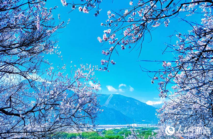 藍(lán)天與桃花相映成趣。 人民網(wǎng) 李海霞攝