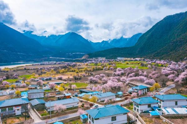 人間桃花源！林芝桃花有多絕？