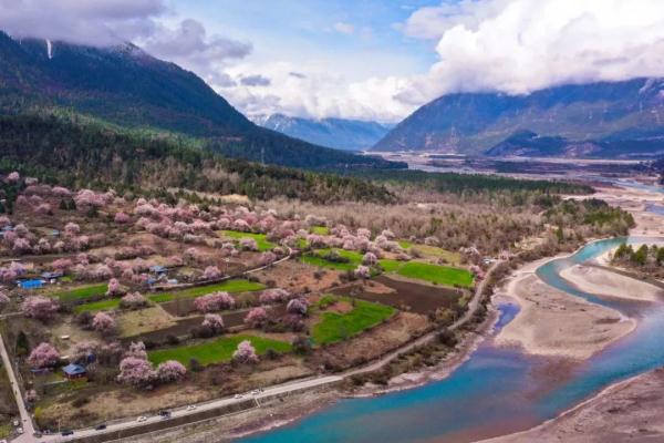 人間桃花源！林芝桃花有多絕？