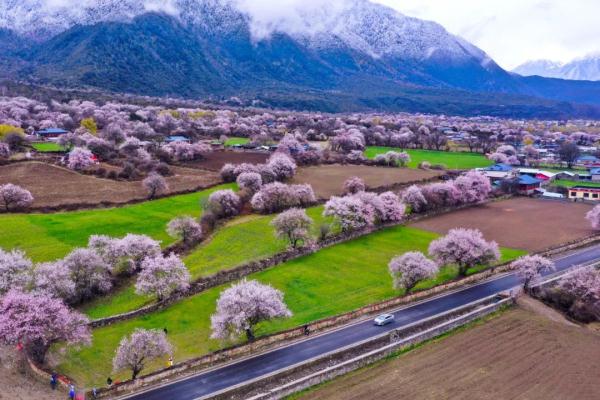 人間桃花源！林芝桃花有多絕？