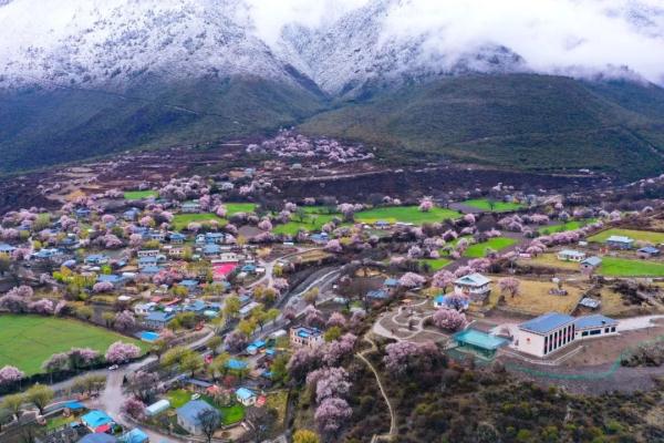 人間桃花源！林芝桃花有多絕？