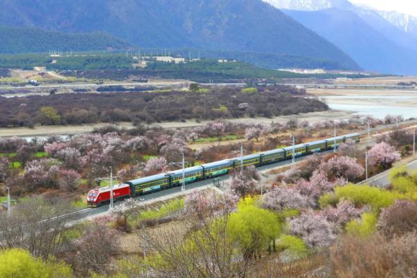 人間桃花源！林芝桃花有多絕？