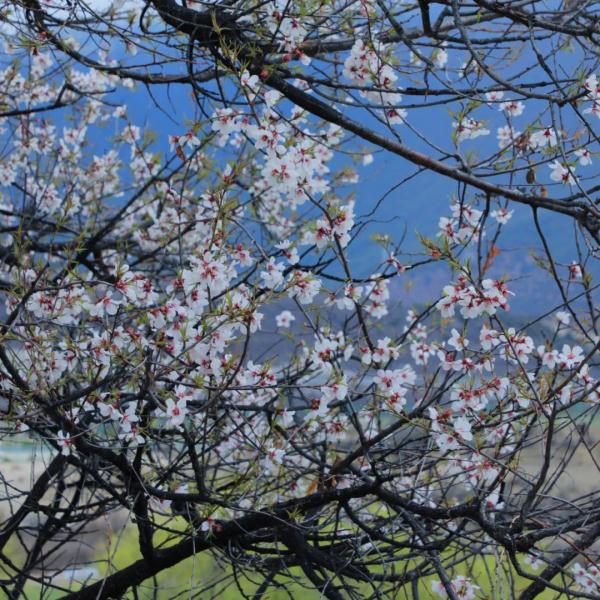 人間桃花源！林芝桃花有多絕？