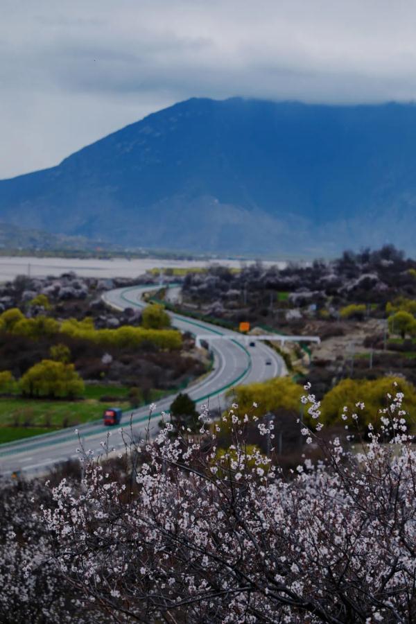 人間桃花源！林芝桃花有多絕？