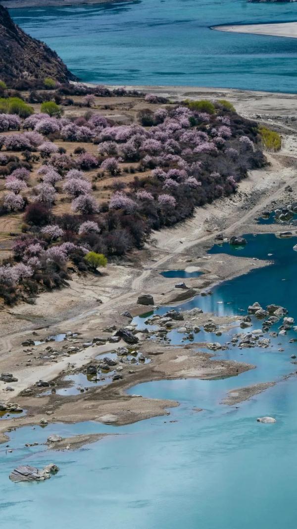 人間桃花源！林芝桃花有多絕？