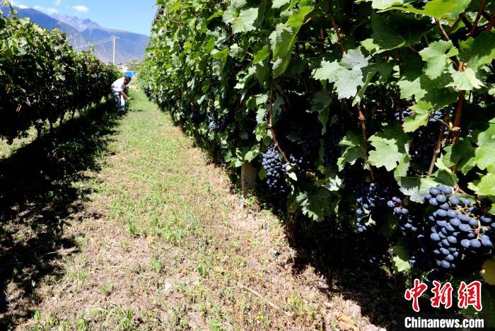 昌都芒康縣依托“兩江流域”干熱河谷地帶地理優(yōu)勢將康巴蜜橘、蘋果、甜石榴、葡萄、蜜桃等經(jīng)濟(jì)林木種植?！〔际忻⒖悼h委宣傳部供圖