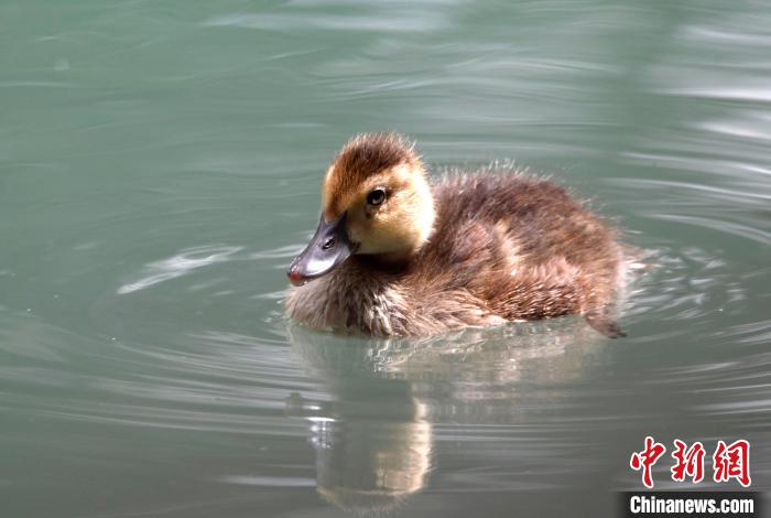 圖為6月22日，棲息在拉魯濕地的白眼潛鴨?！±盍?攝