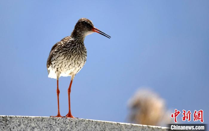 圖為6月22日，棲息在拉魯濕地的紅腳鷸?！±盍?攝