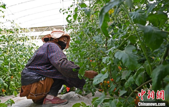 圖為巴珍在地里勞作?！≮w朗 攝