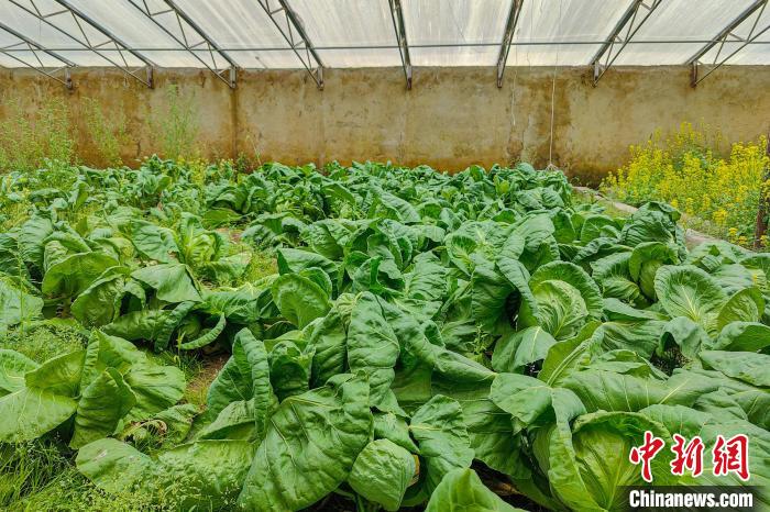 公珠湖執(zhí)勤點的大棚蔬菜，種菜是該執(zhí)勤點輪換民警們的日常?！↓埿▲P 攝