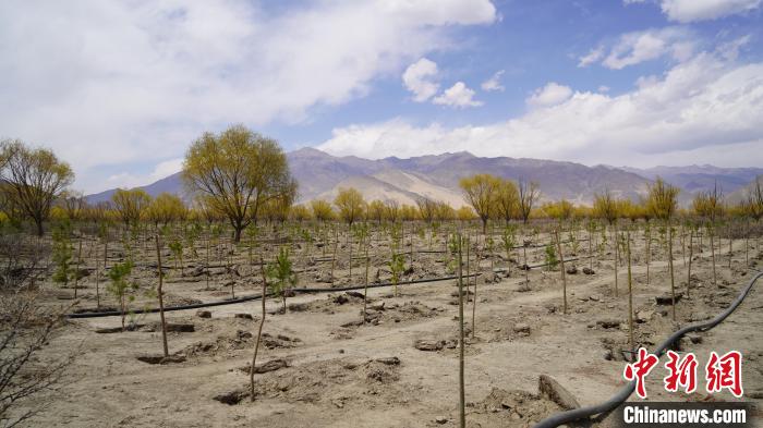 圖為位于乃東區(qū)雅魯藏布江河畔的“民族團(tuán)結(jié)同心林”已初具雛形?！∧藮|融媒供圖