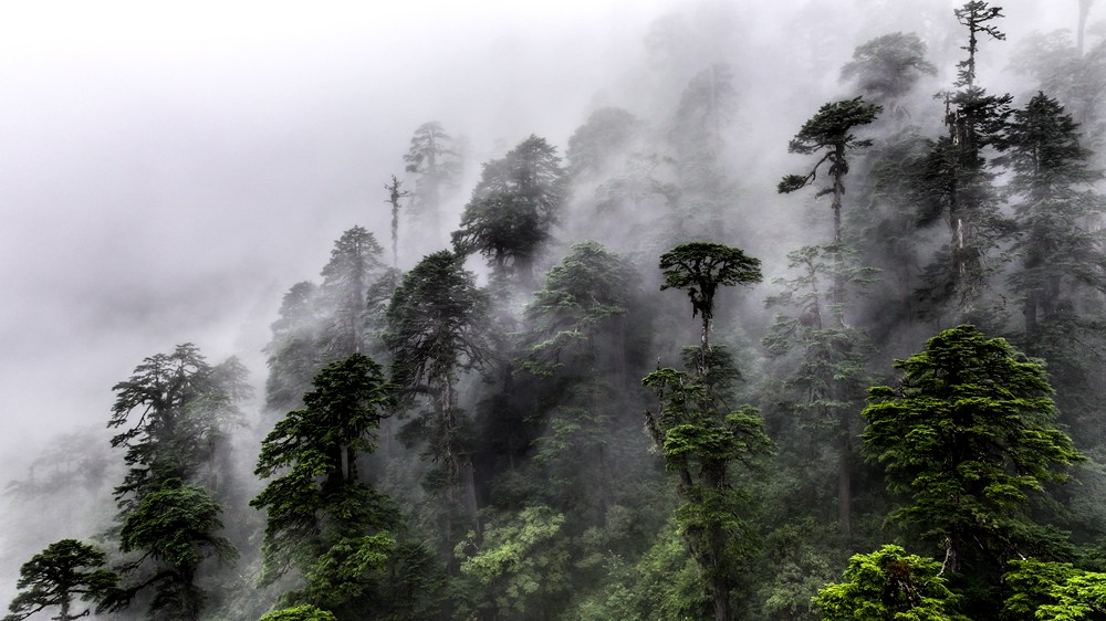 水霧蒸騰，滿目皆綠。張澤坤攝