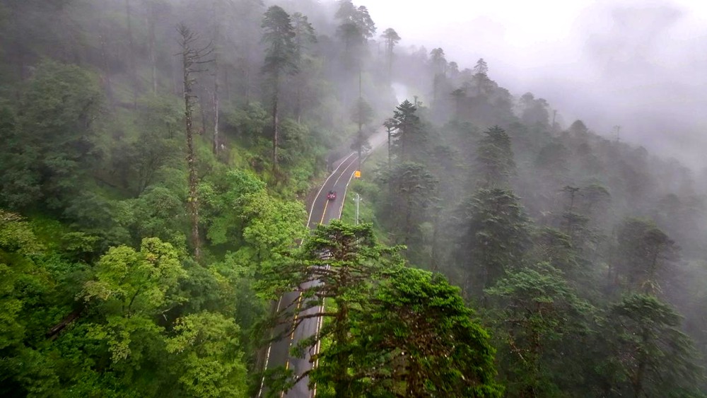 穿行于綠色間。張澤坤攝