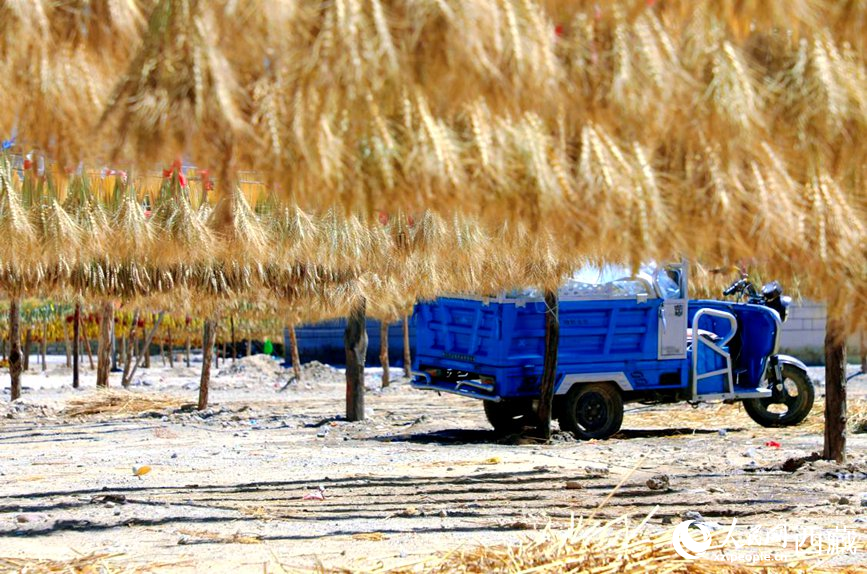 金燦燦的秋天，都是收獲。  人民網(wǎng) 李海霞攝