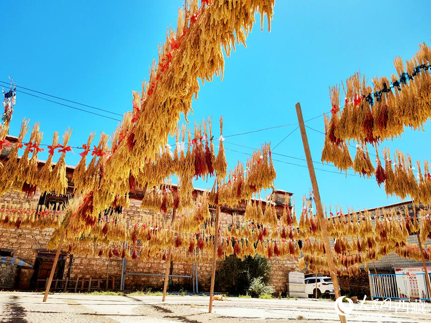 村子廣場(chǎng)上曬滿了糧食。 人民網(wǎng) 李海霞攝