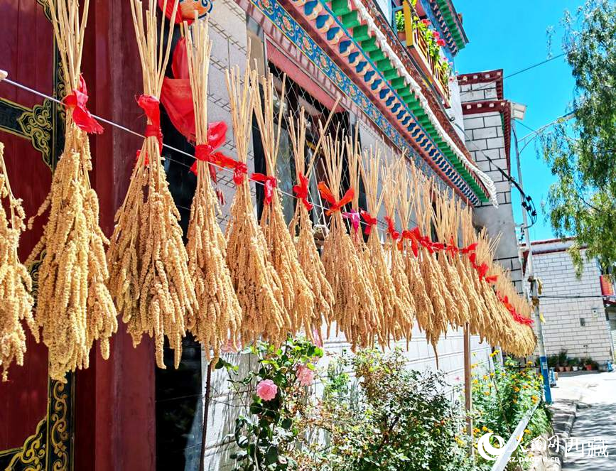 整個(gè)村莊沉浸在收獲的喜悅中。人民網(wǎng) 李海霞攝