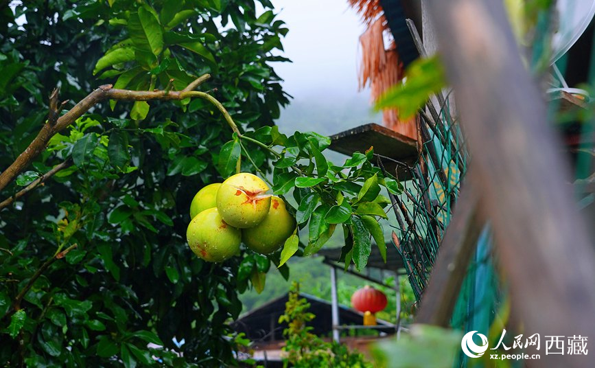 墨脫縣德興鄉(xiāng)德興村庭院果樹飄香。