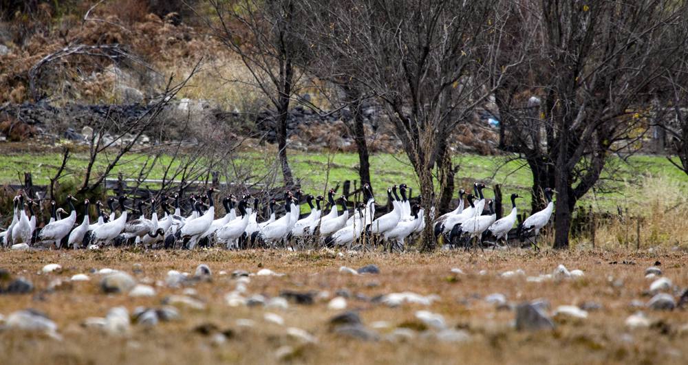黑頸鶴在濕地上閑庭信步。索多攝