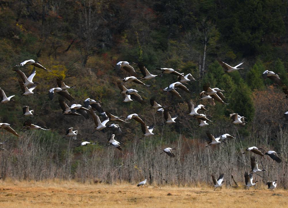 黑頸鶴蹁躚起舞美如畫。益西旦增攝