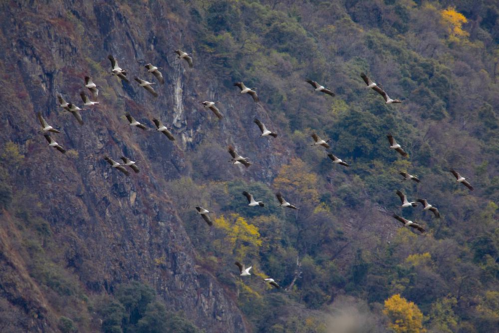 黑頸鶴蹁躚起舞美如畫。索多攝
