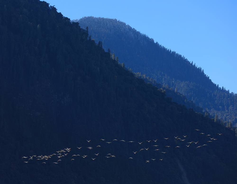 黑頸鶴在天空中自由翱翔。益西旦增攝