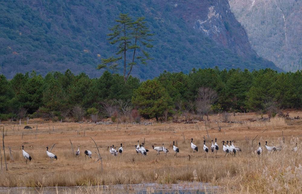 覓食中的黑頸鶴。扎頓攝