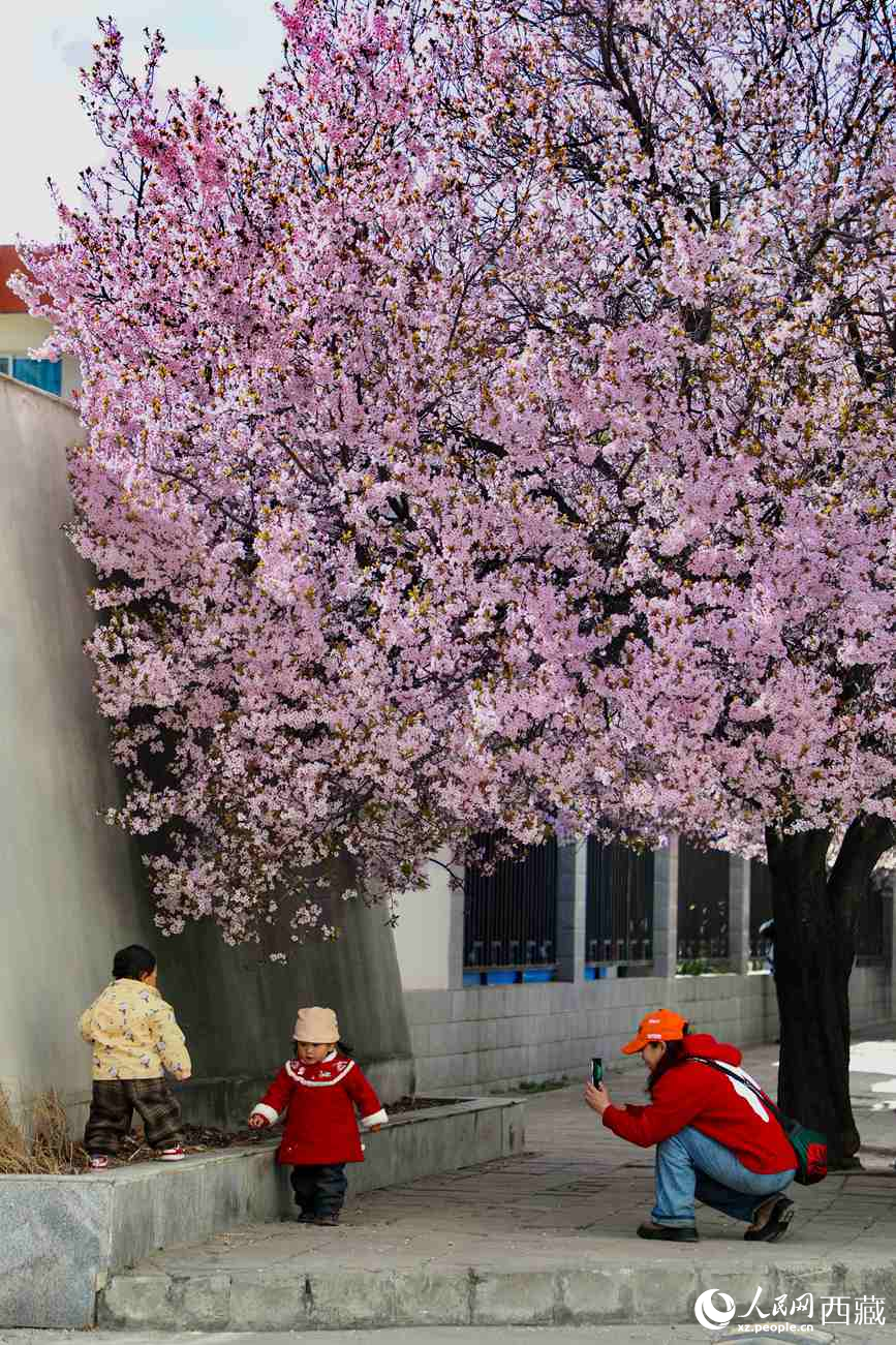 桃林下，拉薩市民游客樂享春光。人民網(wǎng)記者 次仁羅布攝