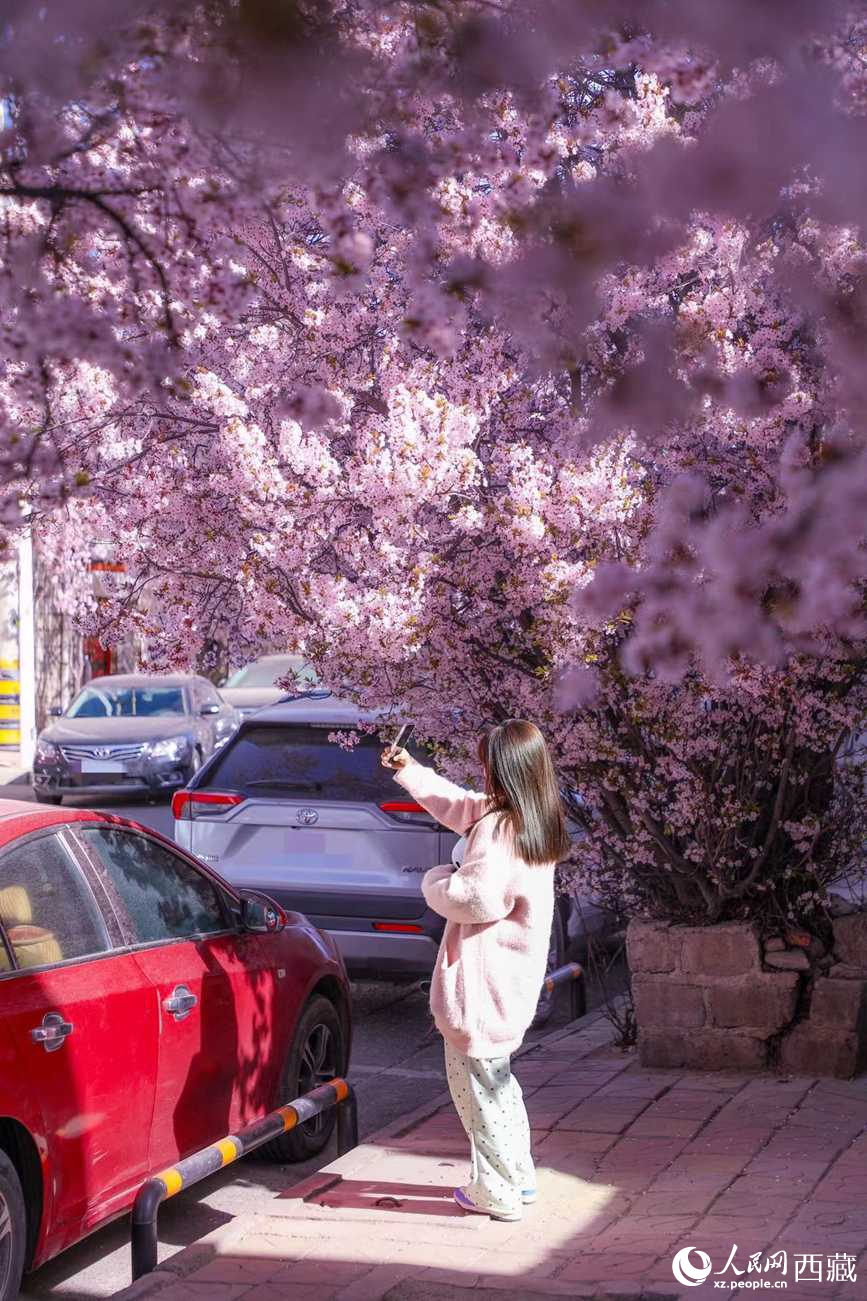 桃林下，拉薩市民游客樂享春光。人民網(wǎng)記者 次仁羅布攝